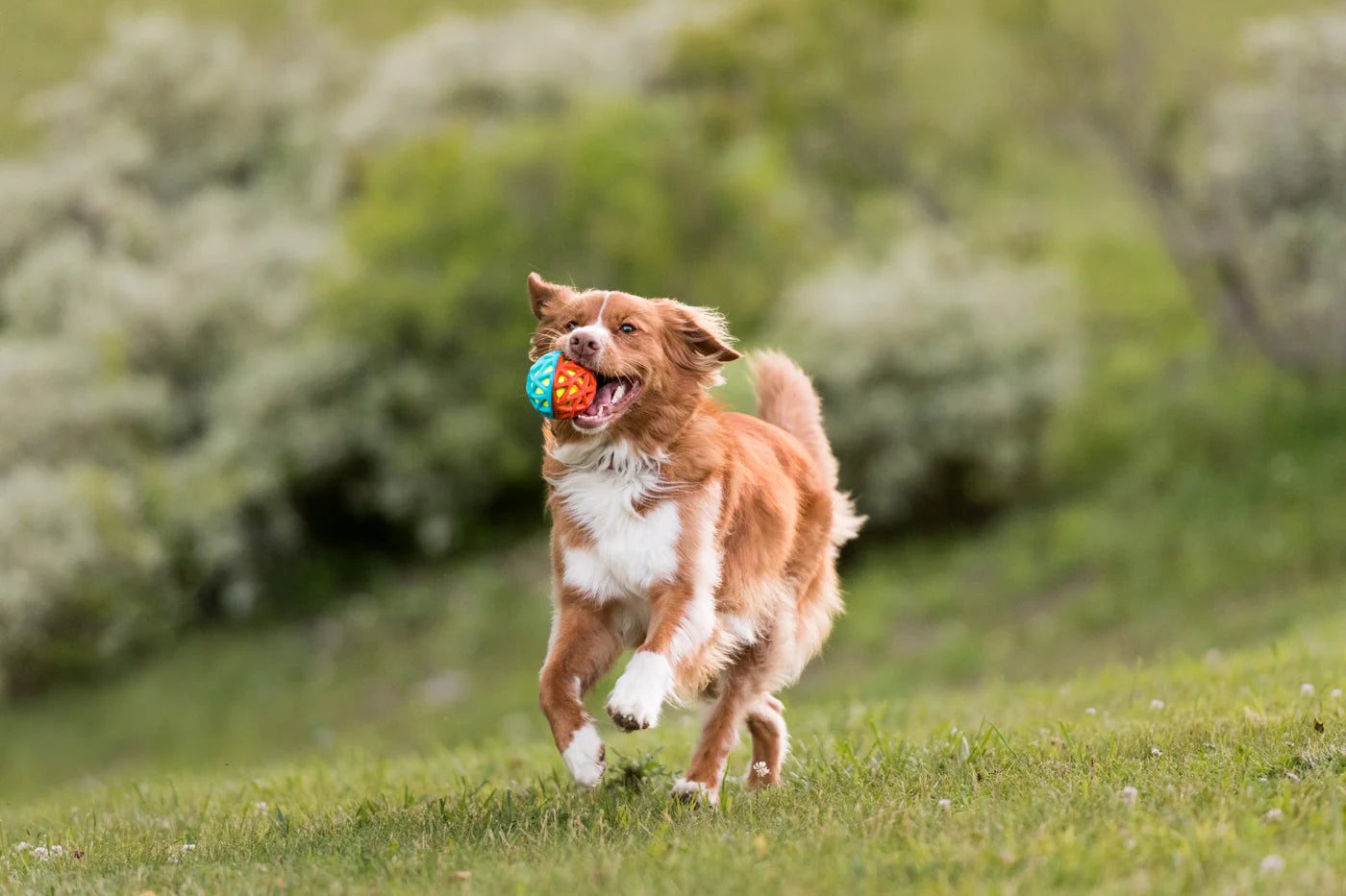 ZoomieRex IncrediBall