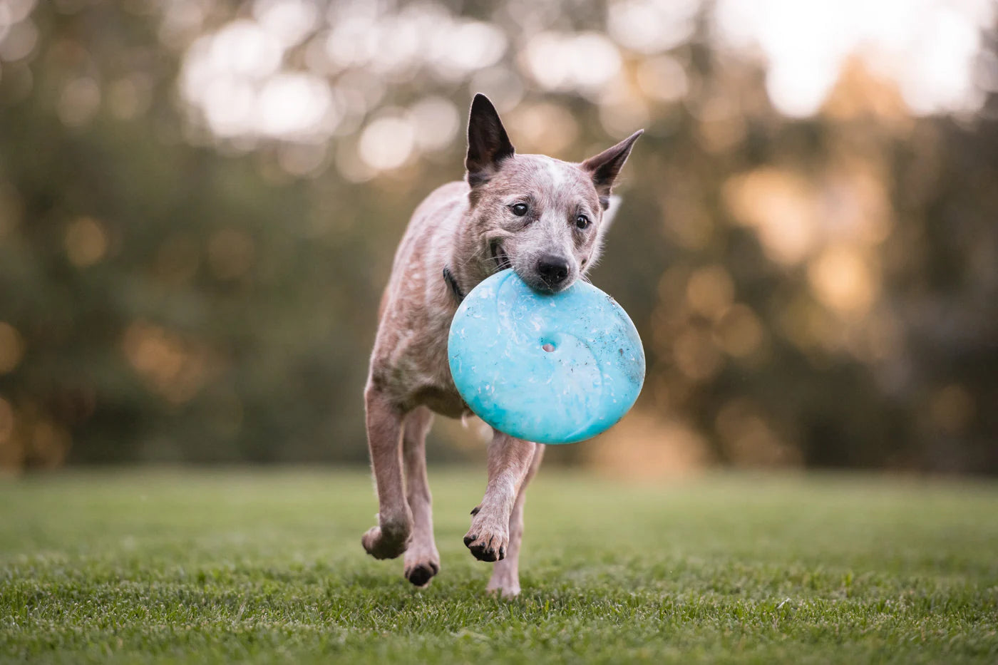 ZoomieRex InfiniDisc